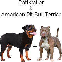 Pitweiler Dog